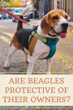 a brown and white dog standing on top of a street next to a sign that says are beagles protective of their owners?