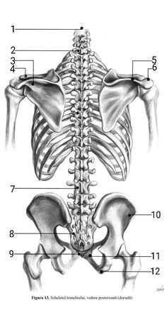 the back view of a human skeleton with its bones labeled in english and german text