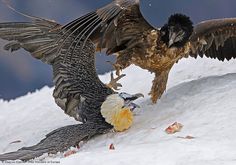 The vulture as a symbol for death Bearded Vulture, Bird Wings, Pictures Of The Week, Nature Photographs, Picture Library, Amazing Nature, Nature Pictures, Bald Eagle