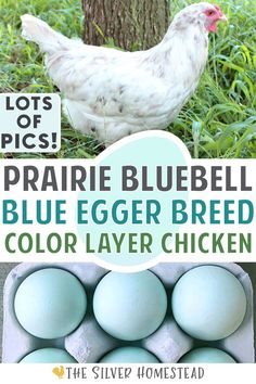 Prairie Bluebell Egger splash hen on grass and a carton of blue colored eggs with text that reads prairie bluebell blue easter egger breed color layer chicken Chickens Backyard Breeds, Egg Pictures, Layer Chicken, Raising Chicks, Egg Laying Chickens, Backyard Chicken Farming, Chicken Garden, Crazy Chicken Lady, Blue Eggs