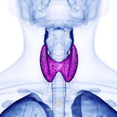 Thyroid issues can have far-reaching consequences. Given the thyroid’s role with metabolism, poor thyroid activity has many consequences resulting in the overall loss of function across all body systems, including cognitive function, detoxification, bone health, neuroendocrine activity & cardiovascular health. I often see patients suffering from undiagnosed or suboptimal thyroid dysfunction. For more details, follow me on Instagram! #thyroid #thyroidproblems All Body Systems, Relaxation Massage, Thyroid Issues, Herbal Products