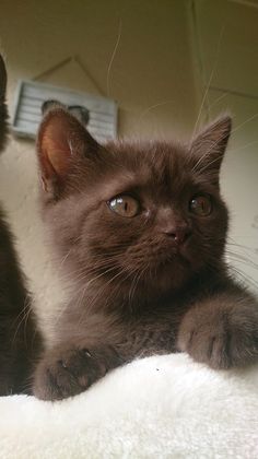 two brown kittens sitting on top of a white blanket looking at the camera with one paw up