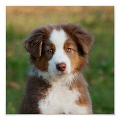 a brown and white dog sitting in the grass