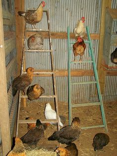 chickens are gathered around in their coops and on the steps leading up to them