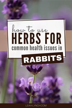 a sign that says how to use herbs for common health issues in rabbit's