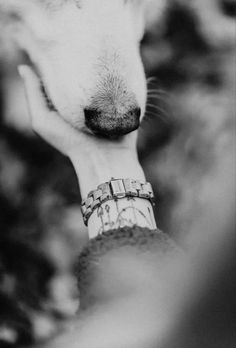 a close up of a person petting a dog's face with their hand