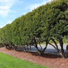 a row of trees lined up along the side of a road