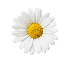 a white and yellow flower on a white background