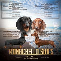 two dachshunds standing next to each other on the beach