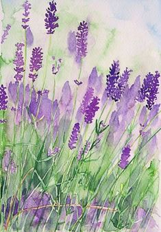 watercolor painting of lavender flowers in the grass