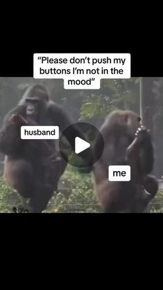 two gorillas are talking to each other