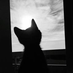 a black and white photo of a cat looking out a window at the sun in the sky