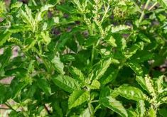 Holy Basil Leaf (Tulsi) - Leaf Smooth Muscle Tissue, How To Clear Sinuses, Basil Leaf, Muscle Tissue, Hot Flashes, Blood Cells, Ayurveda, Basil