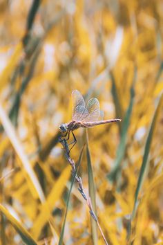 a dragon flys through the tall grass