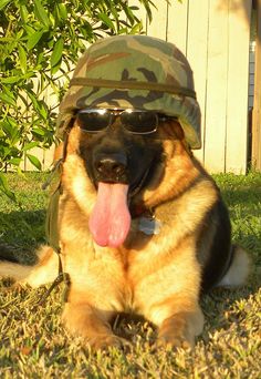 a german shepherd dog wearing sunglasses and a camo hat with his tongue hanging out