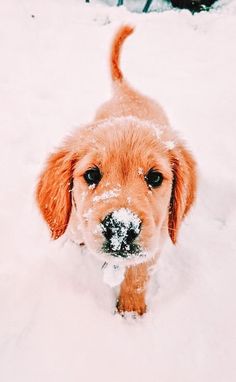 a small dog standing in the snow with it's nose covered by some snow