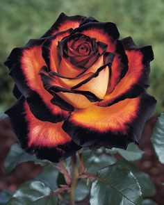 a black and orange rose with green leaves