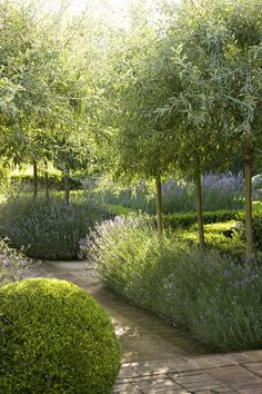 an image of a garden with trees and bushes