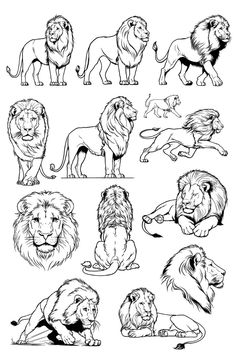 an image of lions in black and white