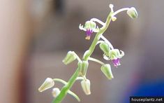 the flowers are blooming very close to each other in front of a blurry background