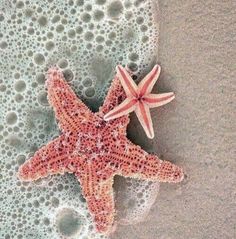 an orange and white starfish laying on the sand