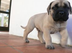 a small dog standing on top of a tile floor next to a white brick wall