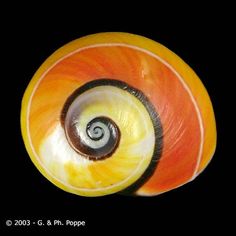 an orange and yellow spiral shaped object on a black background