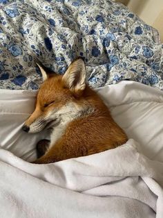 a small fox sleeping on top of a bed under a comforter with blue and white sheets