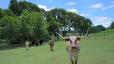 several cows are walking in the grass behind a fenced in area with trees on both sides