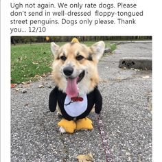 a dog wearing a costume sitting on the ground with its tongue out and tongue out