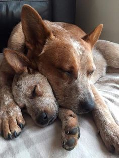 two dogs sleeping on top of each other with their heads close to one another's eyes