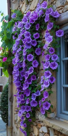 purple flowers are growing on the side of a stone building in front of a window