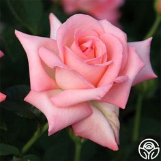 a pink rose that is blooming in the middle of it's flower stalk