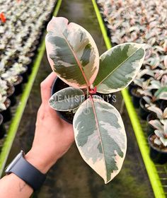 a person holding up a plant in front of rows of other plants at a nursery