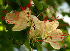 two white flowers with red stamens and green leaves