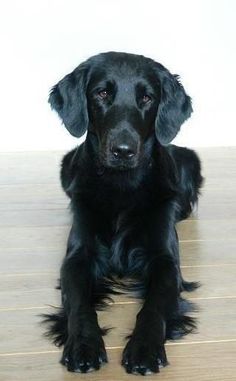 a black dog sitting on top of a wooden floor