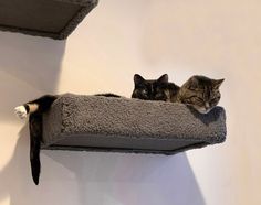 two cats laying on top of a cat tree in front of a white wall,