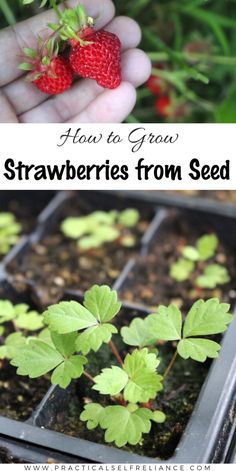 strawberries are growing in small trays with text overlay reading how to grow strawberries from seed