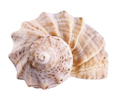 a close up of a sea shell on a white background stock photo - 957982