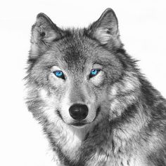 a wolf with blue eyes is shown in this black and white photo, it appears to be looking at the camera