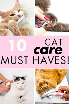 the top ten cat care must haves for all types of cats and kittens