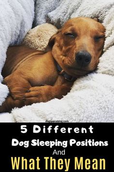 a brown dog sleeping on top of a white blanket with the words 5 different dog sleeping positions and what they mean