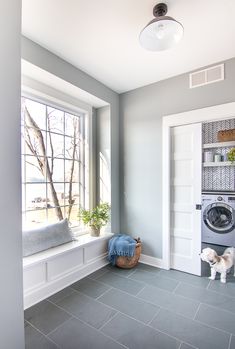 a dog standing in front of a window next to a washer and dryer