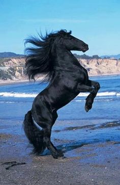 a black horse rears up on its hind legs at the water's edge