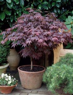 several potted plants in front of some bushes and trees with purple leaves on them