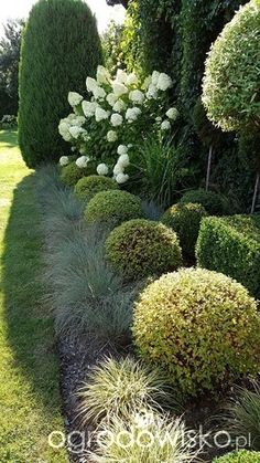 some very pretty bushes and trees in the grass