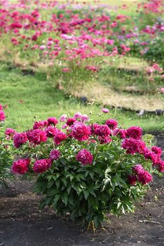 pink flowers are growing in the middle of a flowerbed with green grass and dirt