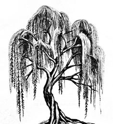 an ink drawing of a weeping tree with its branches hanging down from it's base