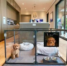 a dog is sitting on the floor in front of a glass case with his photo taken