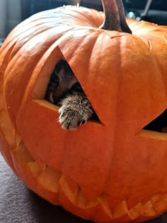 a cat peeks its head out of a pumpkin